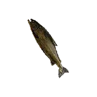 Rotten Shorefish