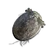 Elden-ring clawmark-seal.webp