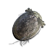 Elden-ring clawmark-seal.webp