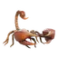 Flaming Scorpion