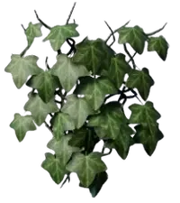 Ivy