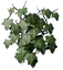 Ivy
