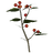 Chokeberry