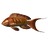 Cooked Lyretail Anthias