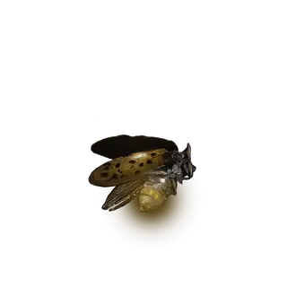Gold Firefly