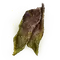Elden-ring immunizing-cured-meat.webp