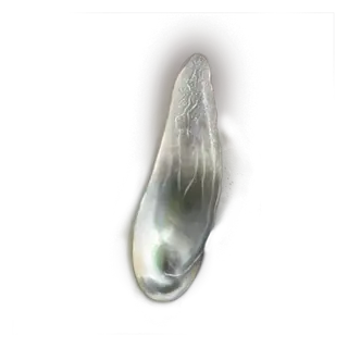 Pearlescent Scale