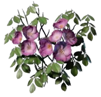 Climbing Rose