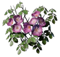 Climbing Rose