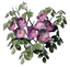 Climbing Rose