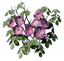 Climbing Rose