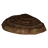 Hypha Facia