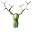 Greydwarf Shaman Trophy