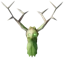 Greydwarf Shaman Trophy