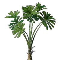 Licuala Seedling
