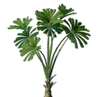 Licuala Seedling