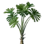 Licuala Seedling