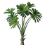 Licuala Seedling