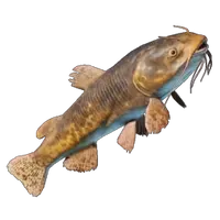 Whiskerfin