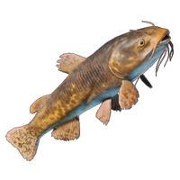 Whiskerfin