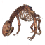Asksvin Skeleton