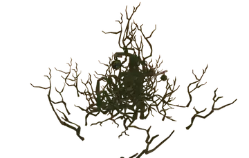 Greydwarf Nest
