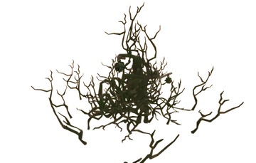 Greydwarf Nest