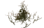 Greydwarf Nest
