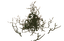 Greydwarf Nest