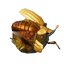 Rare Fishing Bait