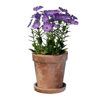 Small Pink Flower Pot