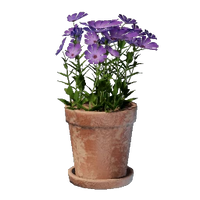 Small Pink Flower Pot