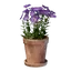 Small Pink Flower Pot