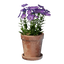 Small Pink Flower Pot