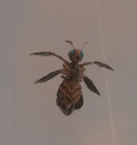 Yellow Stinger