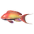 Lyretail Anthias