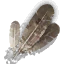 Harpy Feathers
