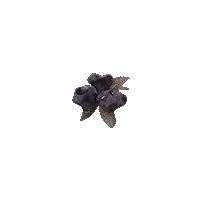 Rotten Blueberry