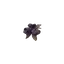 Rotten Blueberry