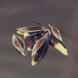 Enshrouded Fire Fly.webp
