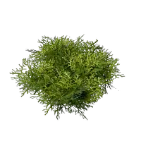 Moss
