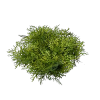 Moss
