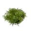 Moss