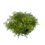 Moss