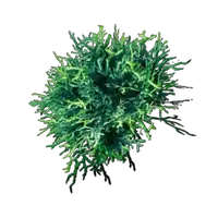 Acidic Mycelium