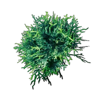 Acidic Mycelium