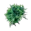 Acidic Mycelium