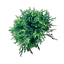 Acidic Mycelium