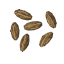 Carrot Seeds