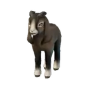 Baby Frizzy Goat